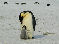 Emperor penguin with baby penguin. Free public domain CC0 photo.