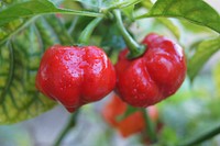 Closeup on red habanero chili plant. Free public domain CC0 image.