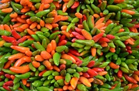 Colorful chili & peppers. Free public domain CC0 photo