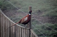 Pheasant bird in the countryside. Free public domain CC0 image.