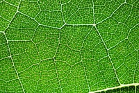 Green leaf macro photo. Free public domain CC0 image.