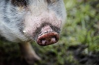 Wild boar. Free public domain CC0 photo.