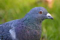 Pigeon bird, animal photo. Free public domain CC0 image.