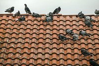 Group of pigeons, photo. Free public domain CC0 image.