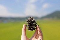 Conifer in hand. Free public domain CC0 photo.