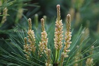Pine flower. Free public domain CC0 image.