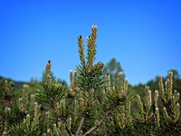 Pine forest background. Free public domain CC0 photo.