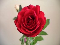 Red rose. Free public domain CC0 image.