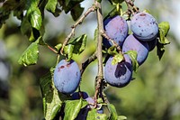 Plum fruit growing on tree. Free public domain CC0 image. 