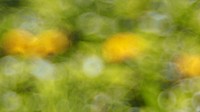 Blurred tree & flowers, nature in the forest. Free public domain CC0 photo