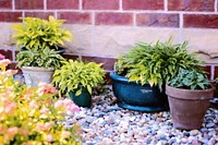 Plants in a pot. Free public domain CC0 image