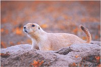 Prairie dog. Free public domain CC0 photo.