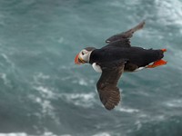 Puffin bird flying close up. Free public domain CC0 image.