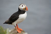 Puffin bird standing close up. Free public domain CC0 image.