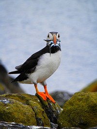 Puffin bird holding fish closeup. Free public domain CC0 image.