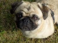 Pug dog. Free public domain CC0 photo.