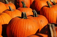 Field full of pumpkins. Free public domain CC0 photo.