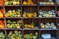 Variety of pumpkins on shelves. Free public domain CC0 photo.