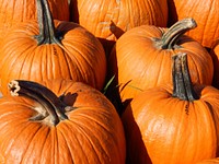 Closeup on many pumpkins. Free public domain CC0 photo.