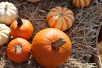 Closeup on small pumpkins. Free public domain CC0 photo.