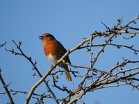 European robin bird photo. Free public domain CC0 image.