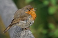 European robin bird, animal photography. Free public domain CC0 image.