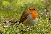 European robin bird photo. Free public domain CC0 image.