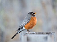 American robin, bird photography. Free public domain CC0 image.