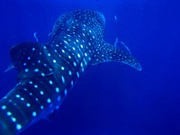 Whale shark close up. Free public domain CC0 photo/image.