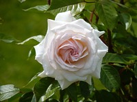 White rose. Free public domain CC0 image.