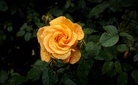 Yellow rose. Free public domain CC0 photo.