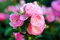 Pink rose background. Free public domain CC0 image.