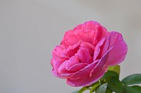 Pink rose background. Free public domain CC0 image.