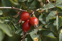 Closeup on rose hip plant. Free public domain CC0 photo. 