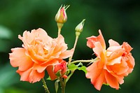 Orange rose background. Free public domain CC0 image.