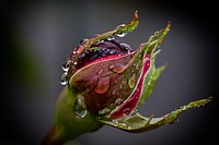 Close up of a flower. Free public domain CC0 image.