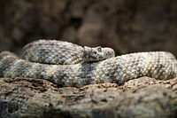 Rattlesnake with camouflage scales. Free public domain CC0 image.