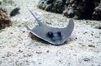 Cute stingray underwater close up. Free public domain CC0 photo.