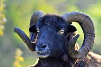 Big horn sheep. Free public domain CC0 photo