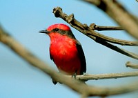 Vermilion flycatcher, bird photography. Free public domain CC0 image.