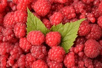 Closeup on pile of red raspberries. Free public domain CC0 photo. 