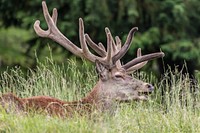 Deer, animal, wildlife background. Free public domain CC0 photo.