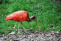 Scarlet Ibis bird. Free public domain CC0 image.