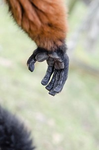 Lemur hand closeup. Free public domain CC0 photo.