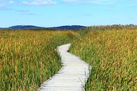 Boardwalk in grass field. Free public domain CC0 image.