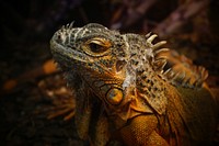 Iguana lizard. Free public domain CC0 image.