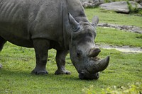 Rhino eating grass. Free public domain CC0 photo.