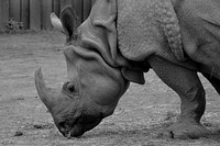 Close up rhino head. Free public domain CC0 photo.