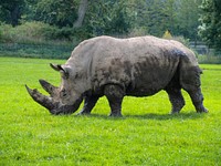 Rhino eating grass. Free public domain CC0 photo.