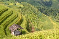 Rice terrace field. public domain nature CC0 image.
